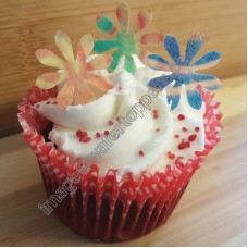 36 Daisy Flowers